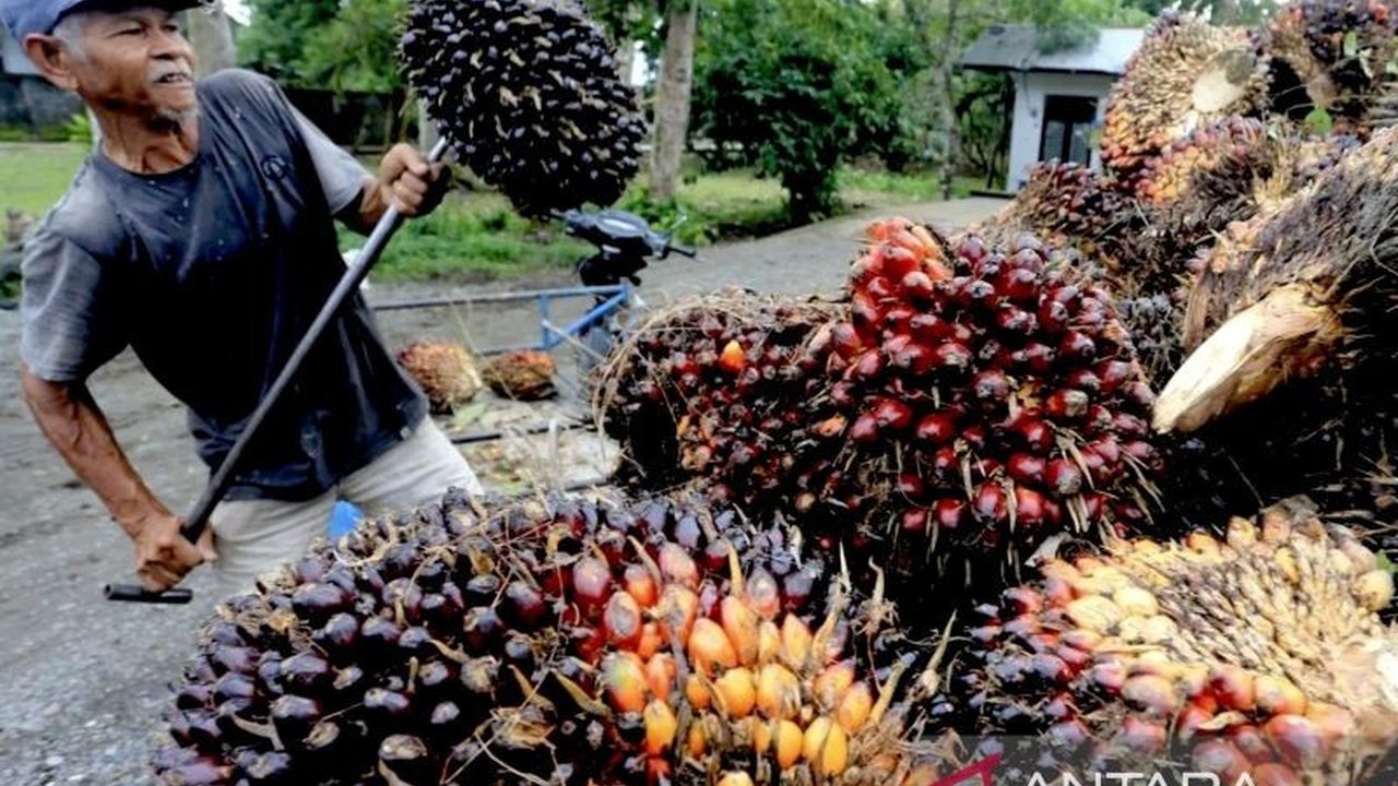Pemerintah Provinsi Kalimantan Selatan menaikkan harga TBS kelapa sawit rata-rata 4,43% di Januari 2025, dengan harga terendah Rp2.566/kg dan tertinggi Rp3.550/kg,  seiring kenaikan harga CPO dan kernel sawit.
