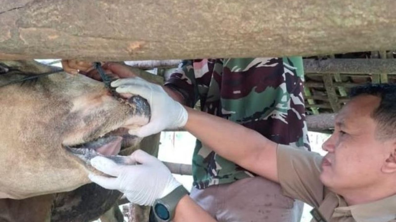 Dinas Ketahanan Pangan dan Pertanian Pacitan menargetkan vaksinasi 7.000 sapi untuk mencegah PMK akan selesai akhir Januari 2025, meskipun sempat terjadi kekurangan vaksin dan ratusan sapi terinfeksi sebelumnya.