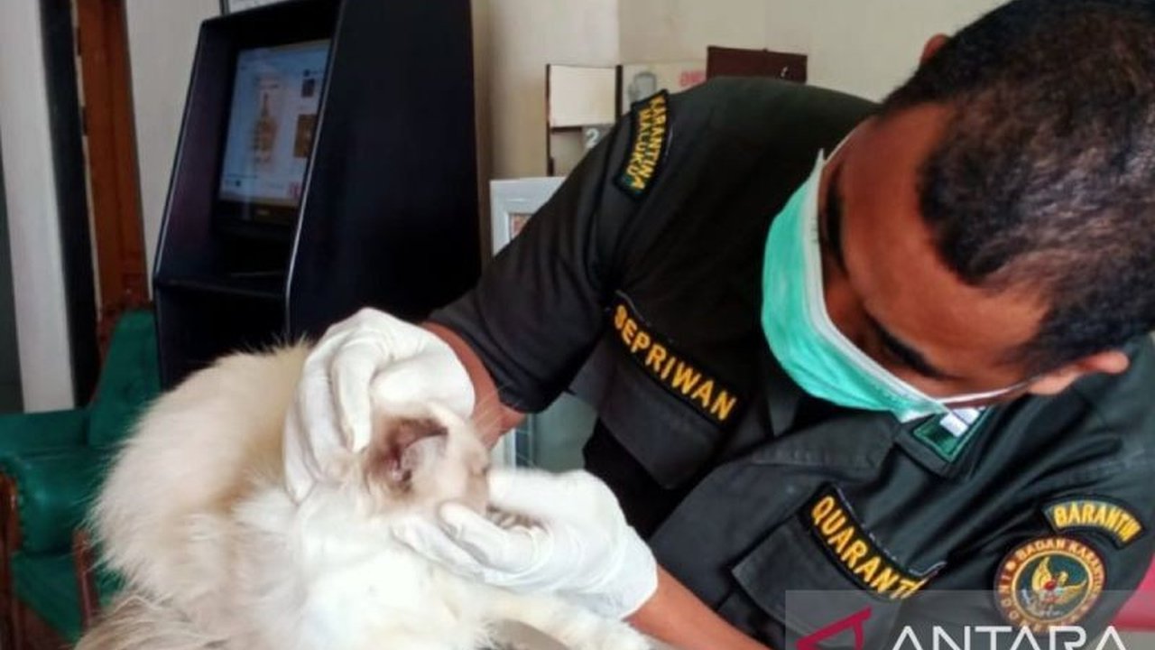 Badan Karantina Hewan, Ikan, dan Tumbuhan (BKHIT) Maluku meningkatkan pemeriksaan hewan untuk mencegah penyebaran rabies, penyakit zoonosis prioritas pemerintah, melalui pemeriksaan kesehatan hewan sebelum dikirim keluar pulau.