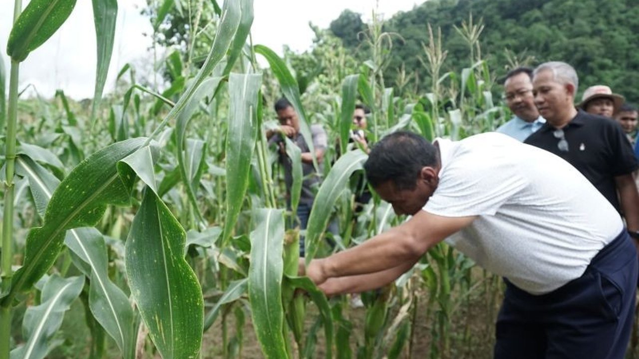 Menteri Pertanian Andi Amran Sulaiman mengajak petani jagung di Sulawesi Selatan untuk meningkatkan produksi demi mendukung swasembada pangan nasional, sekaligus melestarikan jagung pulut lokal.