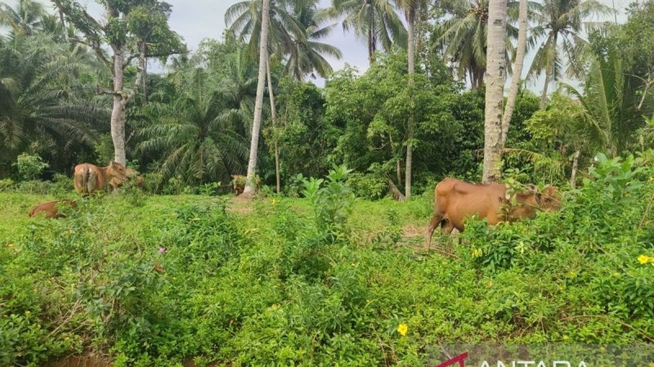 Pemkot Bengkulu melaporkan 14 sapi terjangkit PMK akibat kiriman sapi dari luar daerah; Pemkot mengimbau peternak menahan diri menambah hewan ternak dan telah mengalokasikan dana untuk vaksinasi rabies.