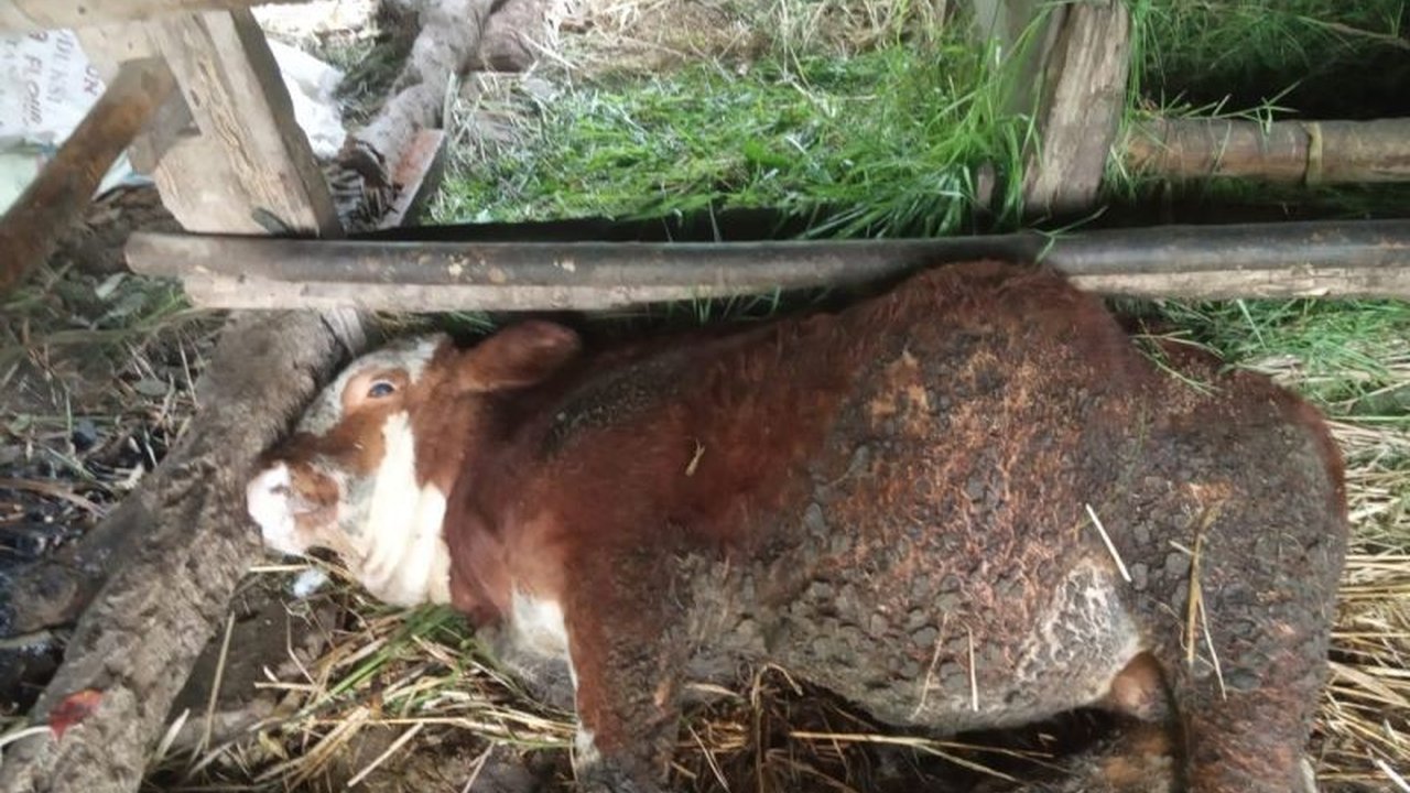 Gunungkidul Ajukan 20 Ribu Dosis Vaksin PMK Tambahan