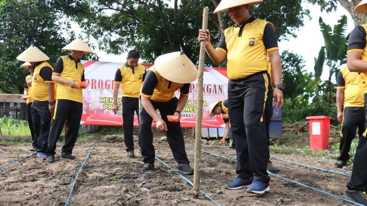 Personel Polres Pasaman Barat menanam jagung di lahan kosong kantor mereka guna mendukung ketahanan pangan daerah dan program swasembada pangan nasional, sekaligus meningkatkan perekonomian masyarakat.