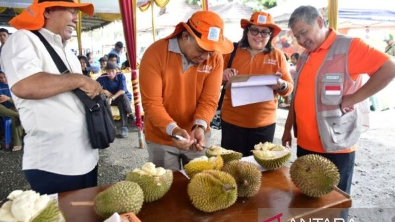 Kabupaten Rejang Lebong, Bengkulu, sukses menggelar festival durian varietas langka pada 19-20 Januari 2025, menampilkan 71 varietas durian unik dan mendorong pelestarian kekayaan alam lokal.