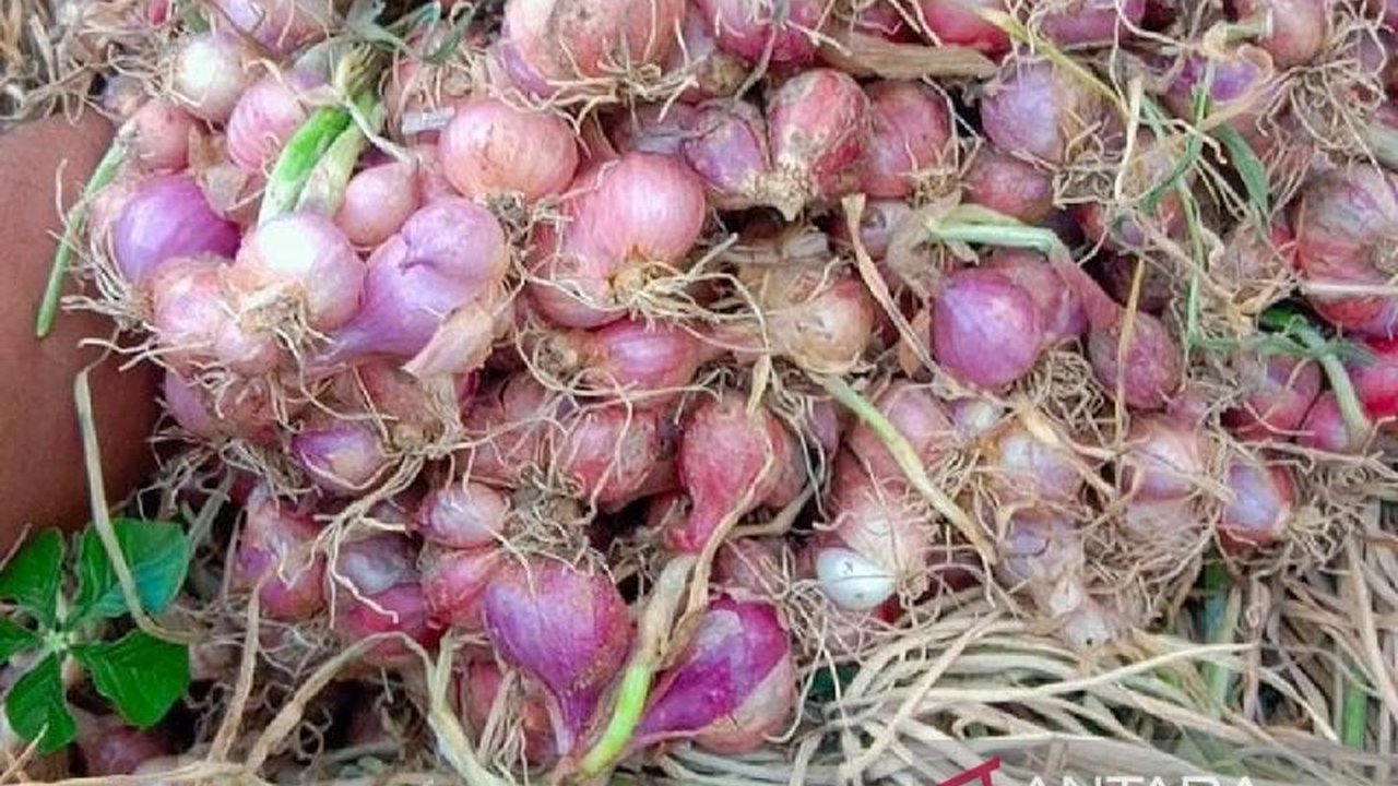 Harga bawang merah di Situbondo turun drastis menjadi Rp18.000/kg akibat panen raya, membuat petani merugi hingga Rp15 juta per hektare karena produksi yang berkurang akibat hama dan cuaca ekstrem.