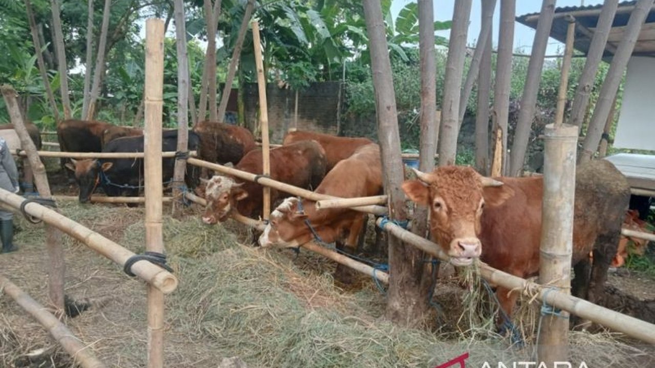 Dinas Ketahanan Pangan dan Pertanian Bantul memastikan penyakit mulut dan kuku (PMK) pada sapi tidak menular ke manusia lewat konsumsi daging, sehingga masyarakat tidak perlu khawatir akan stok dan harga daging sapi.