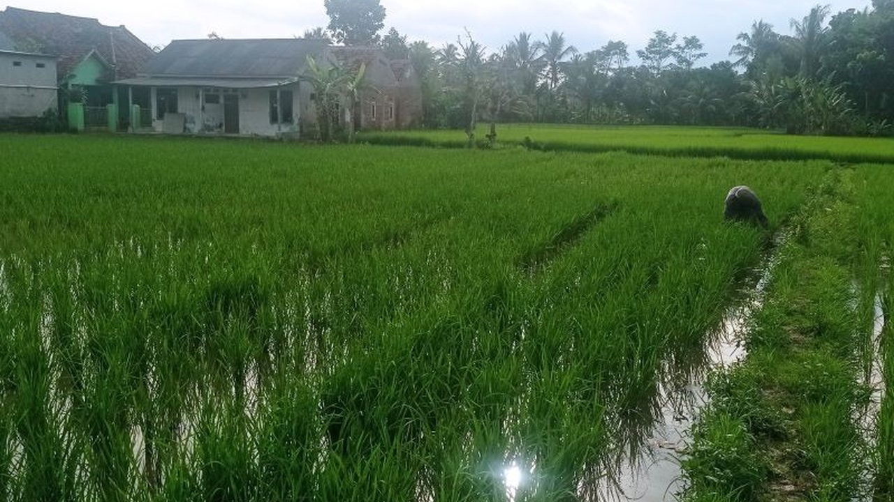 Pemerintah Kabupaten Lebak mengajak petani memperbaiki saluran irigasi secara gotong royong untuk meningkatkan produksi pangan, terutama beras, dengan memanfaatkan curah hujan dan perbaikan infrastruktur pengairan.