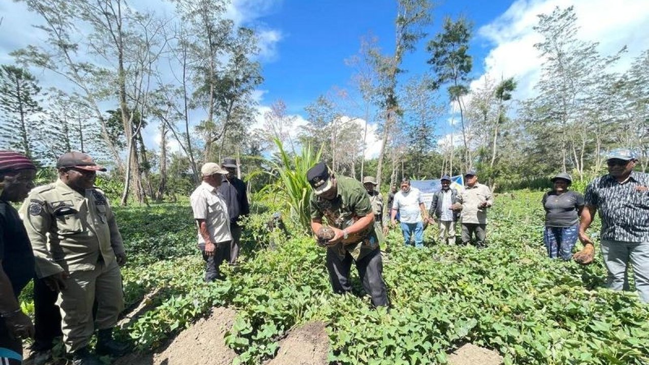 Sukses! Lahan Pertanian Jayawijaya Lampaui Target 112 Hektare