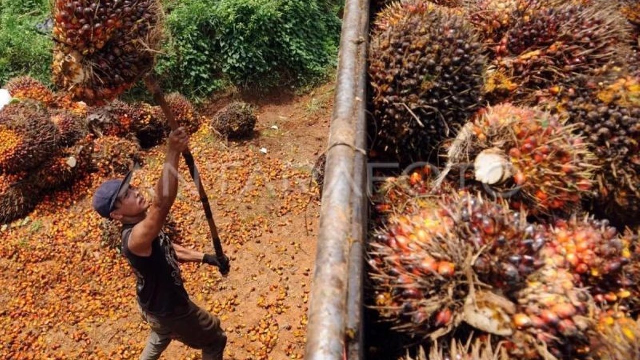 Gabungan Pengusaha Kelapa Sawit Indonesia (Gapki) berharap industri sawit semakin kondusif berkat tata kelola yang baik, didukung penuh oleh pemerintah dan TNI untuk menjaga keamanan serta keberlanjutannya.