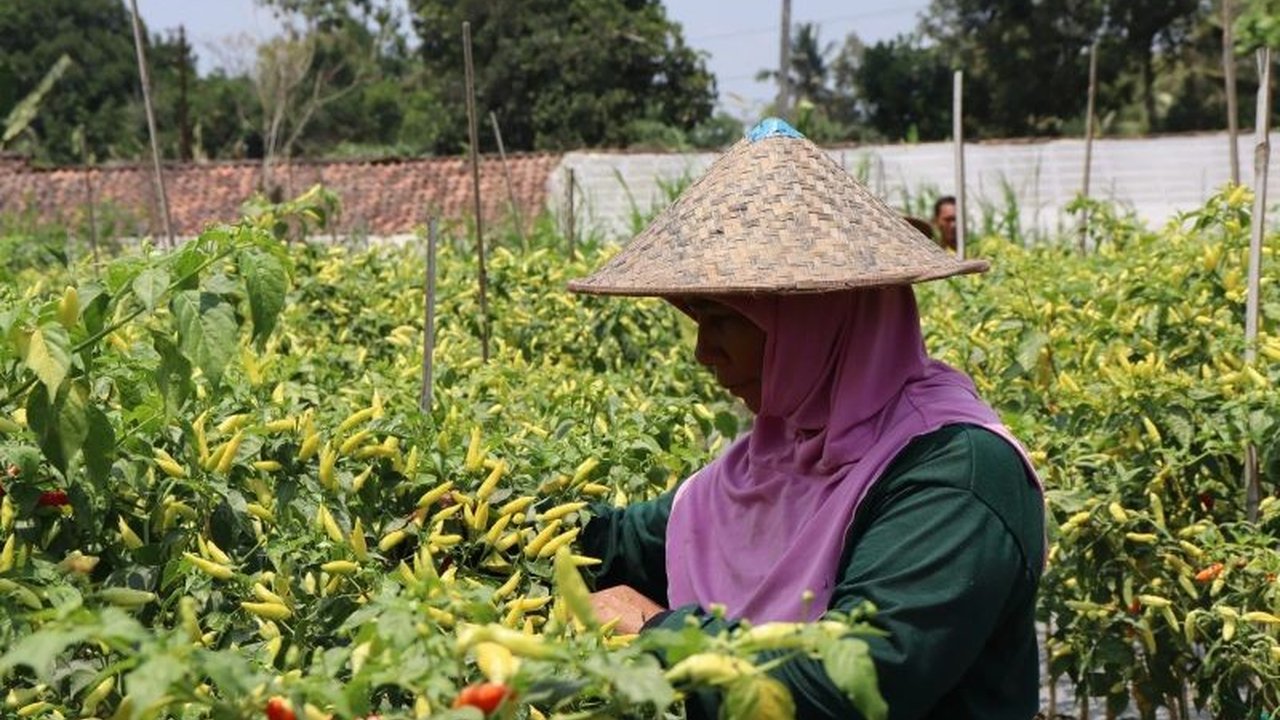 Pemerintah Kabupaten Sleman menyalurkan bibit sayuran ke Kelompok Wanita Tani (KWT) untuk mendorong pemanfaatan lahan pekarangan dan menstabilkan harga sayuran, terutama cabai yang sempat tinggi akibat cuaca ekstrem.