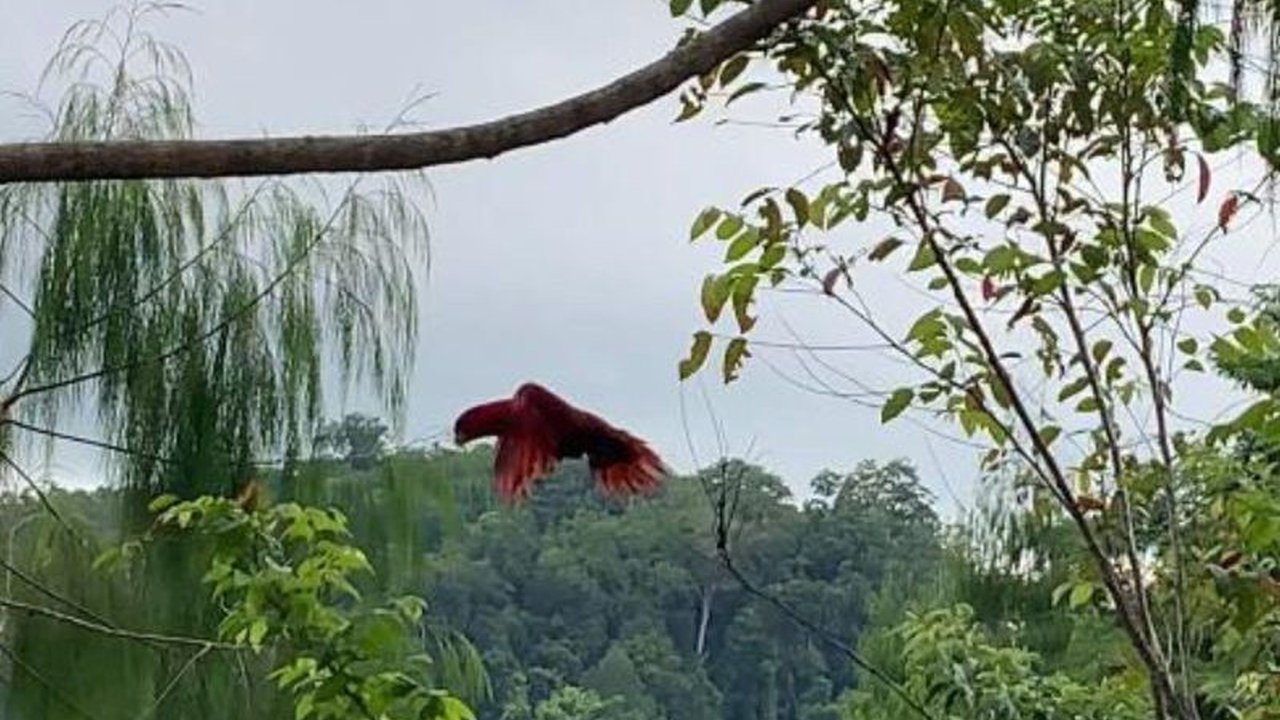 Balai Konservasi Sumber Daya Alam (BKSDA) Maluku melepasliarkan tujuh satwa dilindungi, termasuk nuri bayan dan ular sanca batik, di kaki Gunung Salahutu setelah melalui proses rehabilitasi, sebagai upaya pelestarian satwa endemik Maluku.