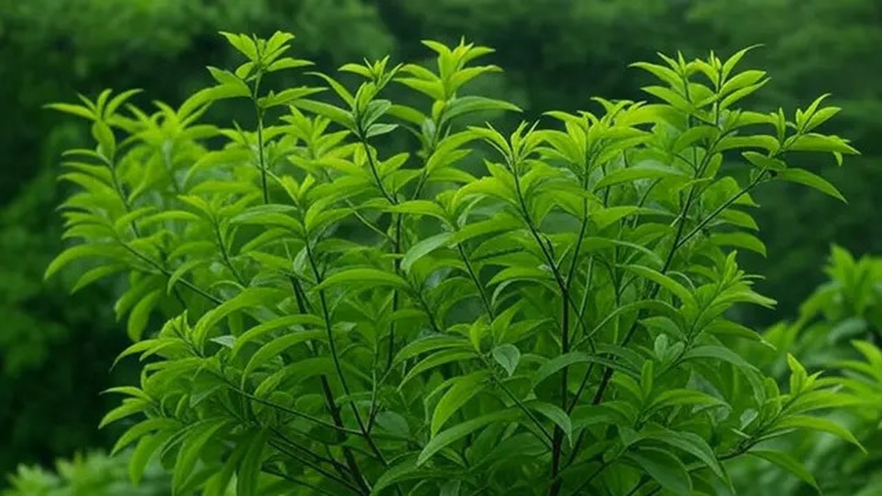 Daun kersen efektif menurunkan kolesterol, gula darah, dan asam urat. Dengan kandungan antioksidan dan antiinflamasi, daun kersen bantu tingkatkan kesehatan tubuh secara alami dan cepat. (Ilu