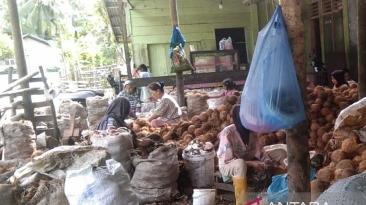 Harga kelapa tua di Simeulue, Aceh, meroket hingga Rp9.000 per butir akibat pasokan minim dan pergeseran preferensi petani ke kelapa muda, berdampak pada beban konsumen.