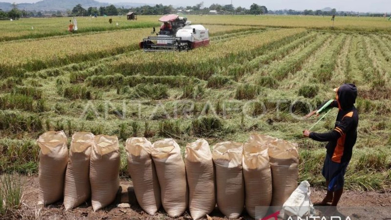 Bulog Sulawesi Selatan dan Barat (Sulselbar) menargetkan penyerapan 350.000 ton gabah dan beras dari petani pada 2025 untuk memenuhi kebutuhan Cadangan Pangan Pemerintah dan pasar komersial, dengan harga pembelian sesuai aturan pemerintah.