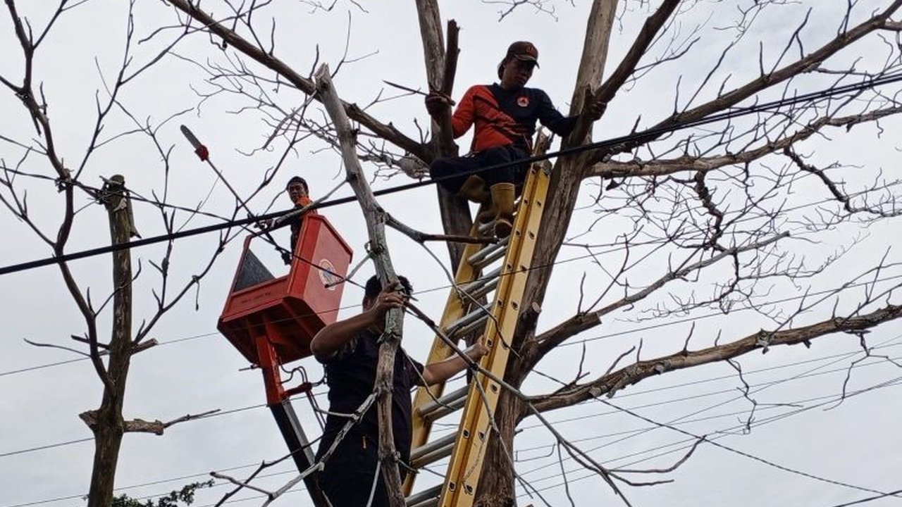 BPBD Palangka Raya telah menangani 13 pohon tumbang sepanjang Januari 2025 akibat cuaca ekstrem, menyebabkan kerugian materi namun tanpa korban jiwa.
