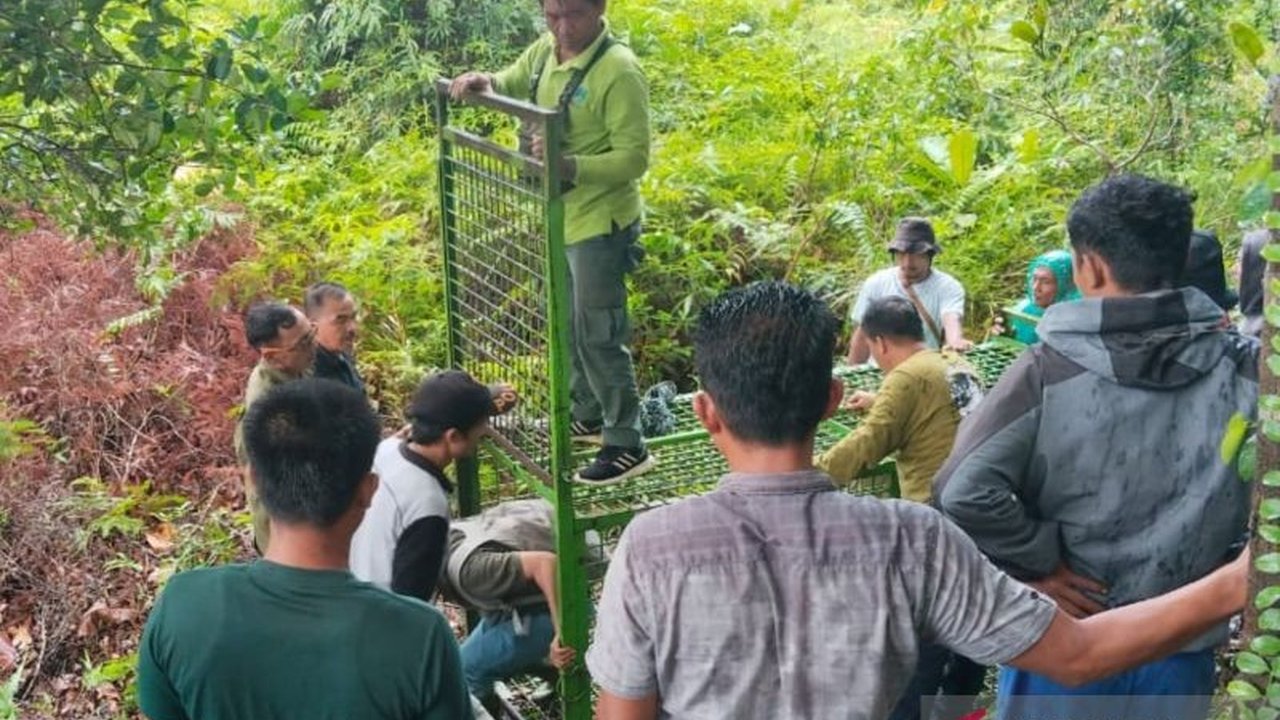Upaya Balai Konservasi Sumber Daya Alam (BKSDA) Bengkulu untuk menangkap harimau yang memangsa warga dan ternak di Mukomuko dengan tiga perangkap masih belum membuahkan hasil hingga kini, meskipun pemantauan terus dilakukan.