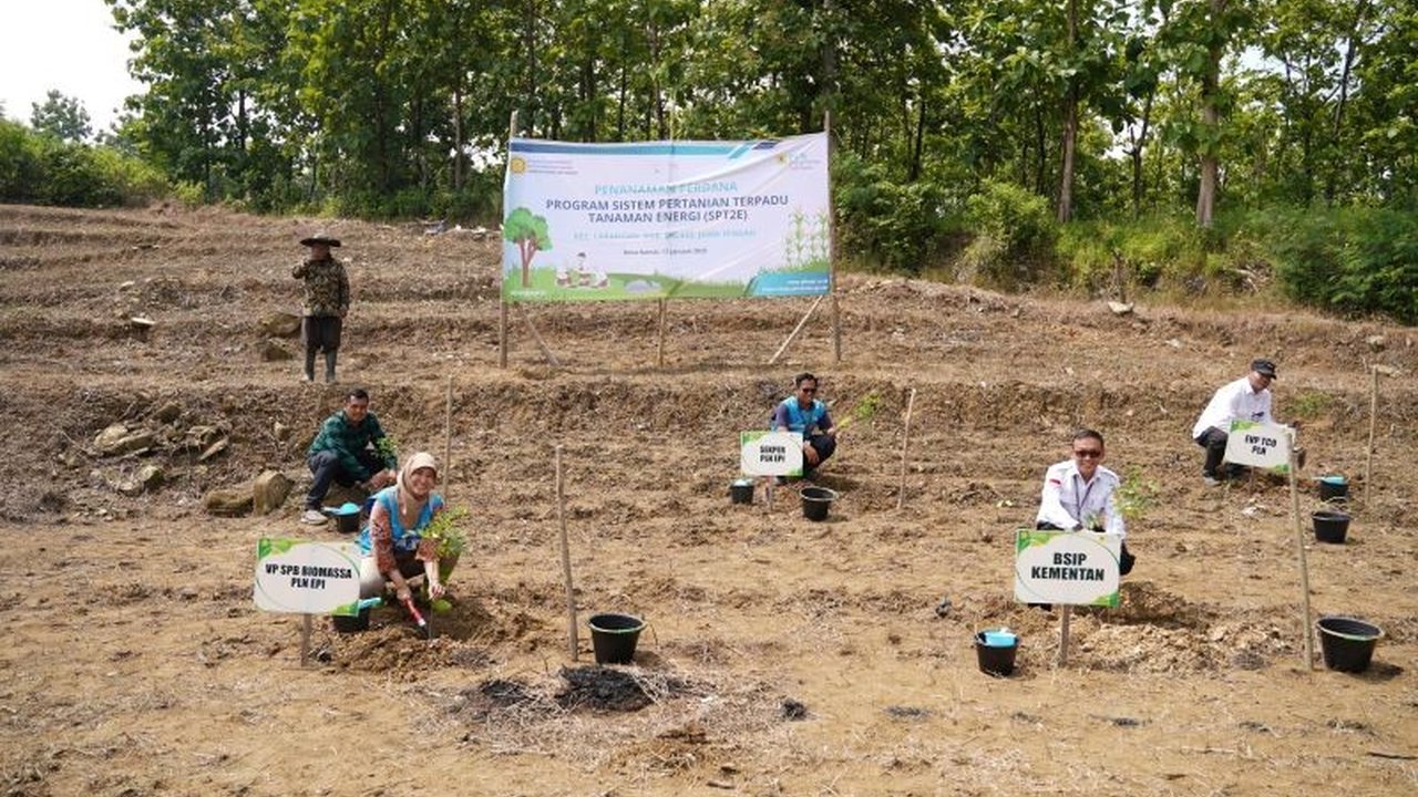 PLN dan Kementerian Pertanian memulai program Sistem Pertanian Terpadu Tanaman Energi (SPT2E) di Brebes, Jawa Tengah, untuk mendukung ketahanan pangan dan energi serta meningkatkan ekonomi petani.