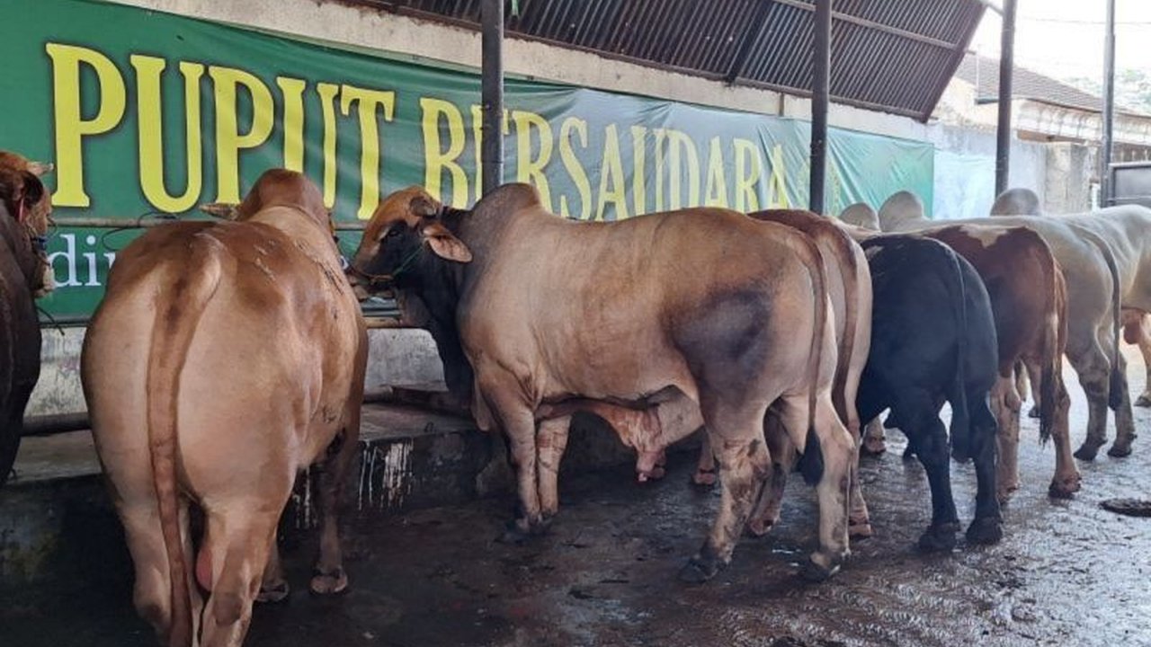 Kementan Tingkatkan Kesiapsiagaan Peternak Sapi Depok Hadapi PMK