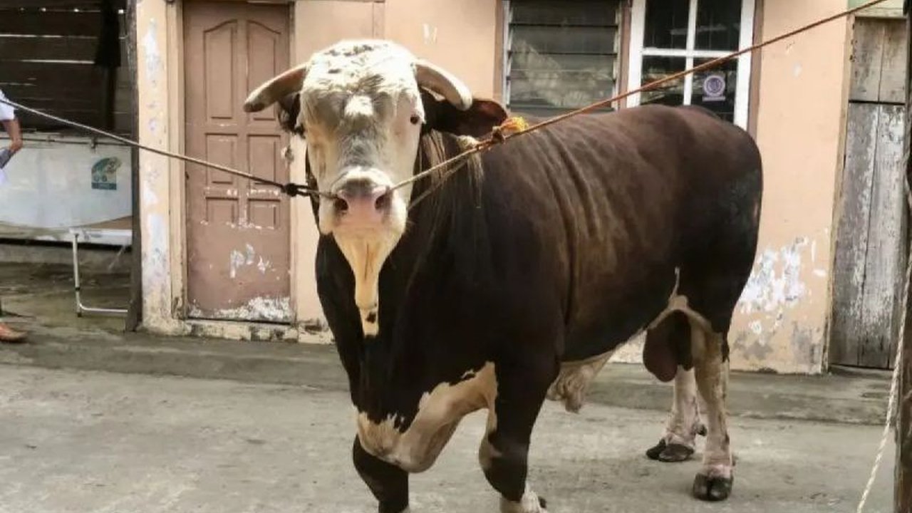 Pemerintah Provinsi Sumatera Selatan telah mendistribusikan 10.000 dosis vaksin PMK ke 17 kabupaten/kota, namun imbau peternak untuk turut serta dalam vaksinasi mandiri guna mencegah penyebaran penyakit.