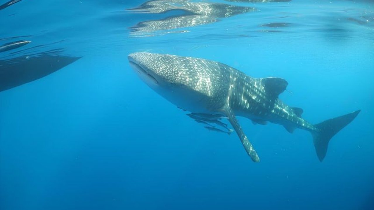 Pemerintah NTB sedang menyusun zonasi kawasan konservasi Teluk Saleh untuk melindungi hiu paus, menyeimbangkan pelestarian dengan aktivitas nelayan dan pariwisata.