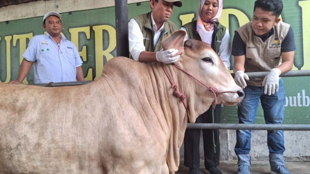 Pemerintah Kota Depok telah memvaksinasi 119 sapi untuk mencegah penyebaran penyakit mulut dan kuku (PMK), dengan prioritas pada kesehatan hewan dan edukasi peternak.