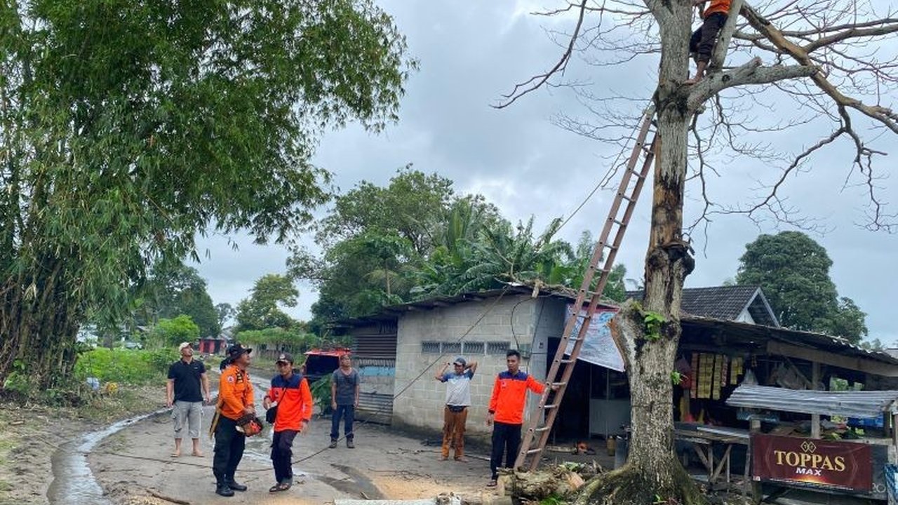 Dinas Lingkungan Hidup Bangka berkolaborasi dengan PLN untuk menebang pohon-pohon rawan tumbang di sekitar jaringan listrik dan jalan raya guna mencegah kecelakaan akibat cuaca ekstrem.