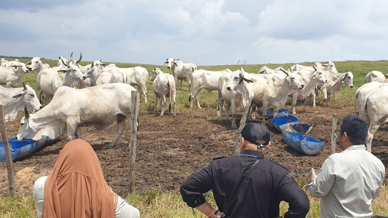 Dinas Ketahanan Pangan dan Peternakan (DKPP) Sumatera Selatan memperketat pengawasan lalu lintas sapi dan kerbau serta vaksinasi untuk mencegah penyebaran Penyakit Mulut dan Kuku (PMK) di tengah musim hujan.