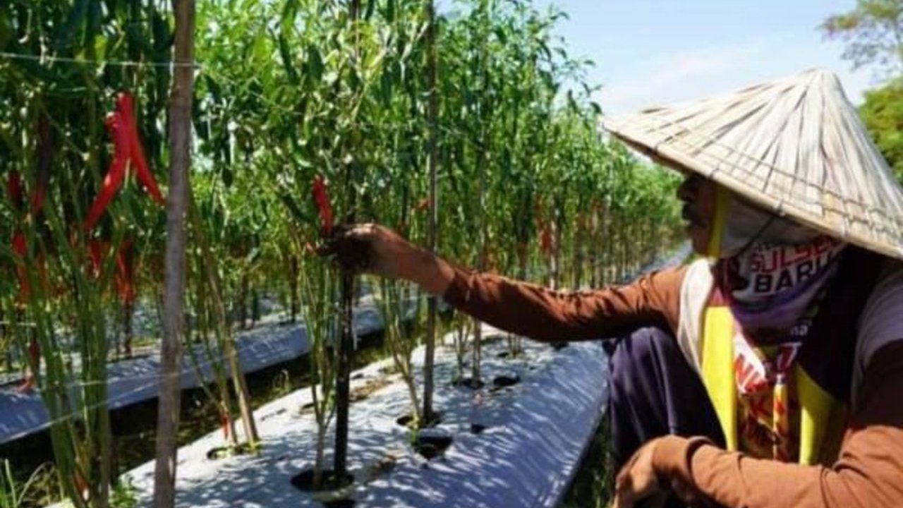 PLN Sulselrabar Dukung Penuh Petani Lewat Program Electrifying Agriculture