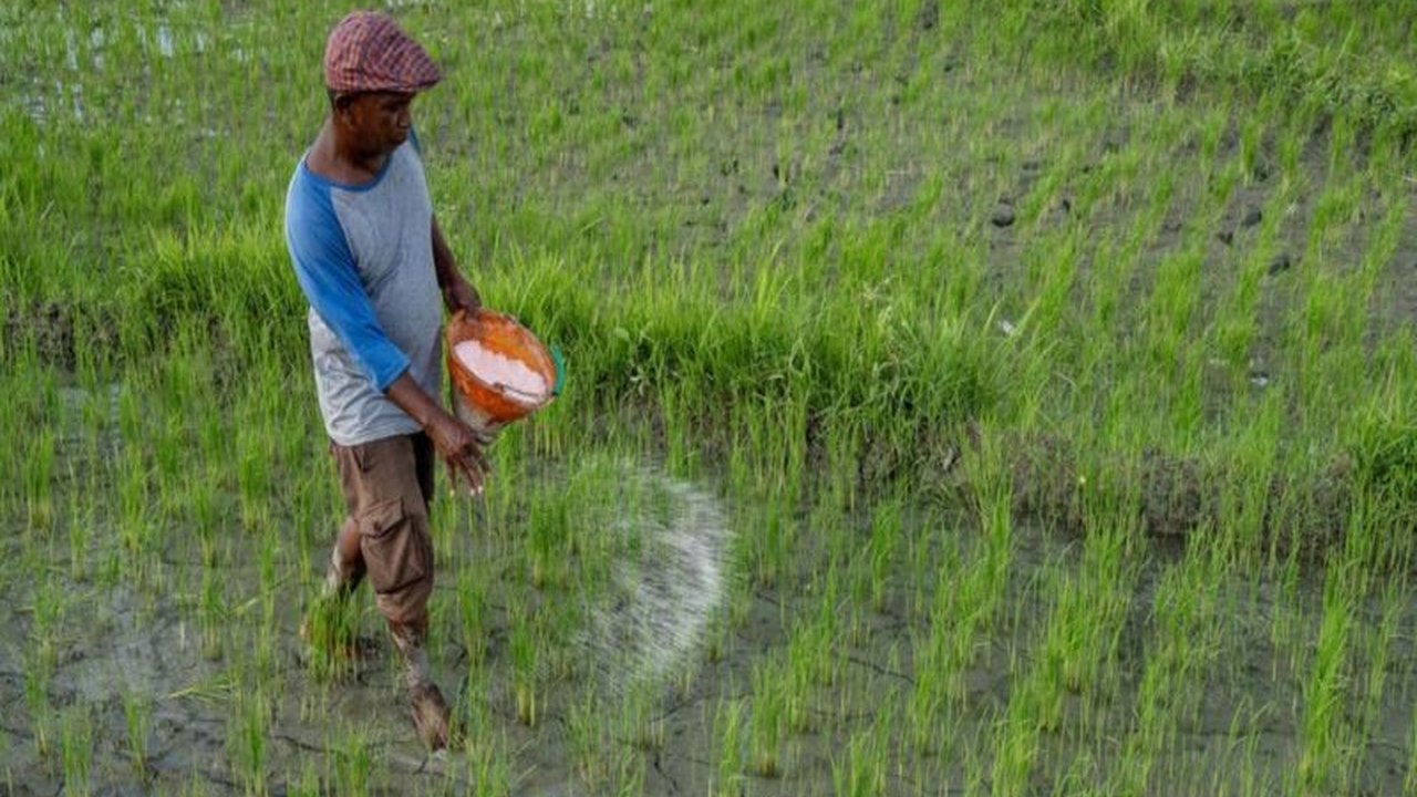 Pemerintah Provinsi Sulawesi Tengah (Sulteng) melaporkan realisasi penyaluran pupuk subsidi Urea mencapai 71,79 persen dari total alokasi pada tahun 2024, dengan penyaluran pupuk NPK juga menunjukkan kemajuan signifikan.
