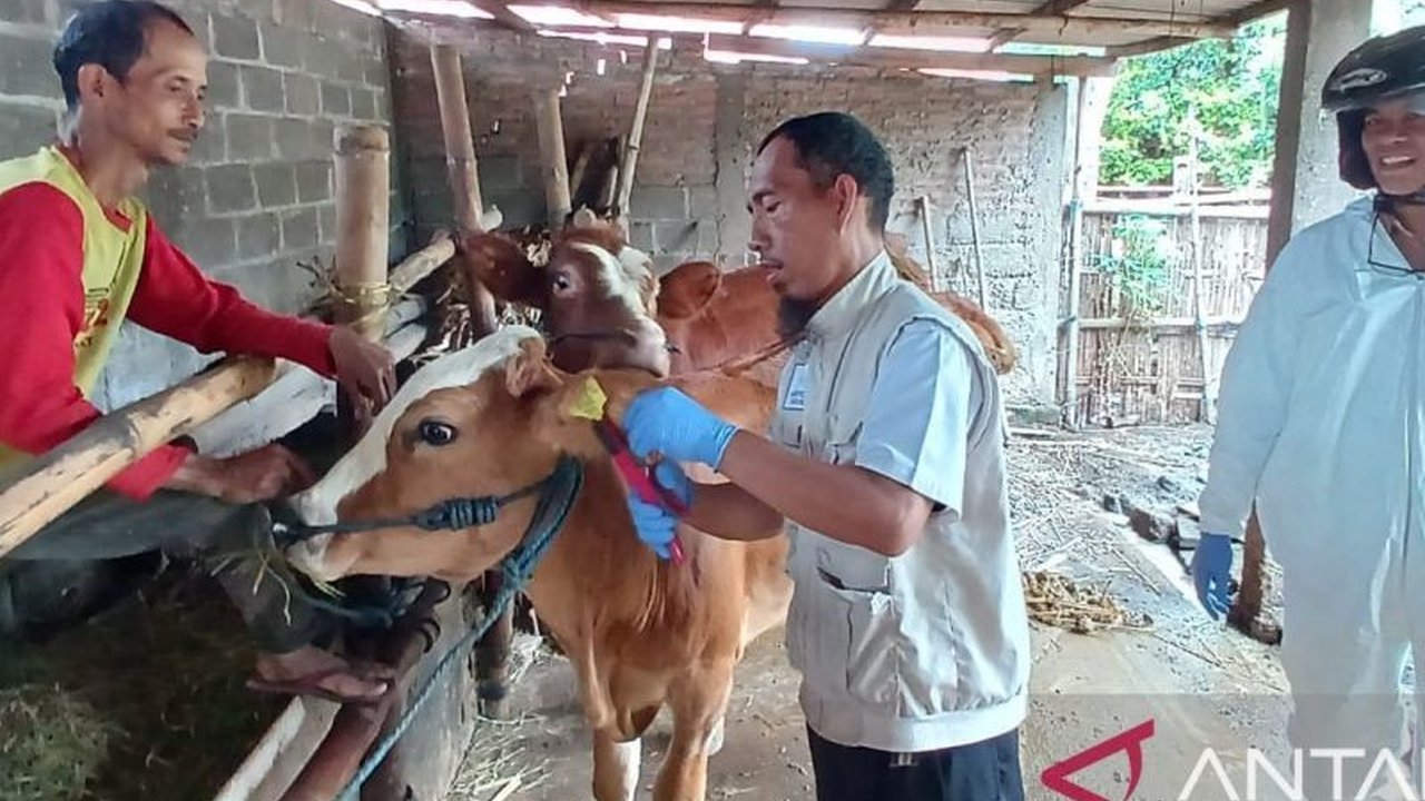 Pemerintah Kota Kediri gencar melakukan vaksinasi PMK pada ternak sapi menyusul munculnya 55 kasus PMK di Kota Kediri sejak Desember 2024, dengan satu kasus kematian akibat PMK.