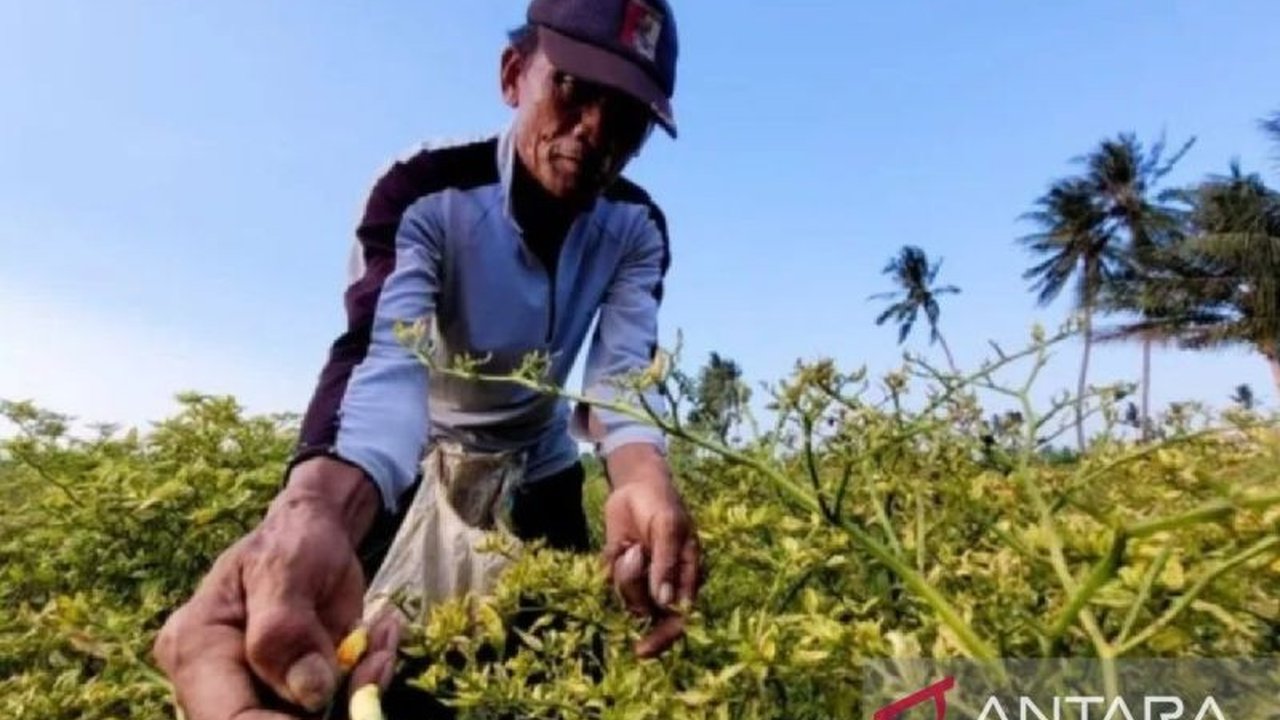 Harga Cabai Rawit Merah Situbondo Turun Drastis, Petani Masih Untung