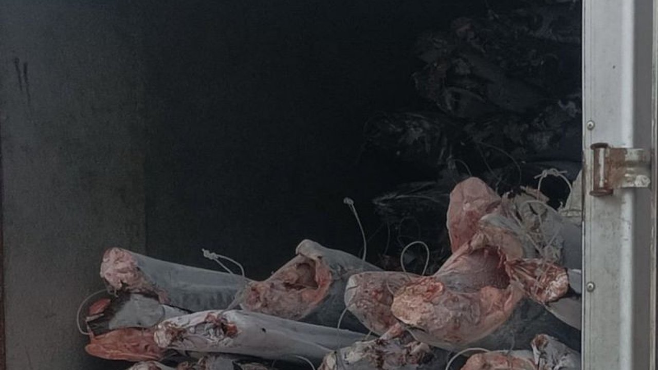 Pemerintah Kabupaten Biak Numfor siap memasok 10-20 ton ikan segar ke Papua Pegunungan setiap minggunya untuk memenuhi kebutuhan masyarakat dan meningkatkan ekonomi nelayan lokal.