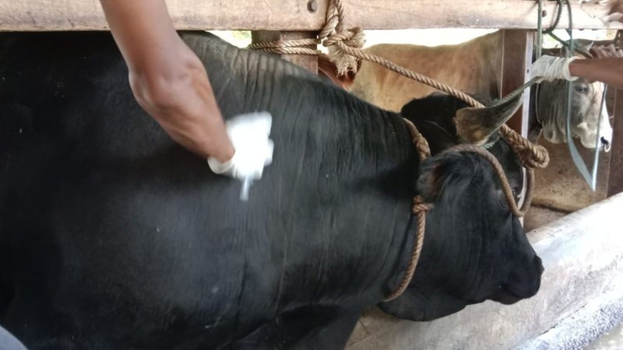 Dinas Pertanian Aceh Besar gencar sosialisasikan vaksinasi PMK dan tingkatkan pengawasan di pasar hewan guna mencegah merebaknya kembali penyakit tersebut setelah kejadian tahun 2022.