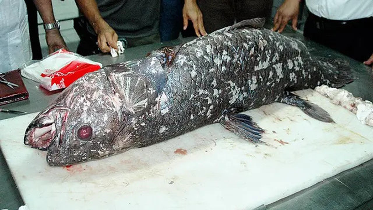 Ikan Coelacanth diduga sudah ada sejak era Devonian sekitar 380 juta tahun silam. Ikan   Coelacanth masih bisa ditemukan di perairan Indonesia Timur. (AFP Photo/Ronan Bourhis)