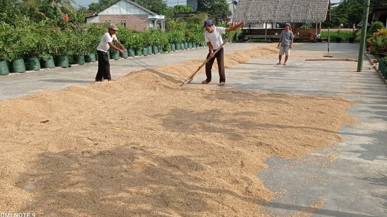 Kabupaten Lebak, Banten, berhasil melampaui target produksi padi tahun 2024 dengan surplus yang cukup untuk memenuhi kebutuhan hingga 15 bulan ke depan, berkat kerja keras petani dan program percepatan tanam.