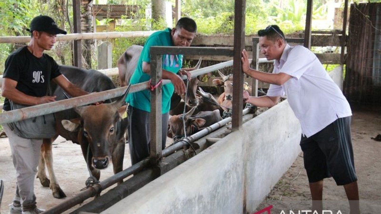 Pemerintah Provinsi Sumatera Barat menegaskan vaksinasi PMK hanya untuk ternak sehat, sementara pengobatan difokuskan pada ternak yang sudah terjangkit, dengan laporan dini meningkatkan peluang kesembuhan.