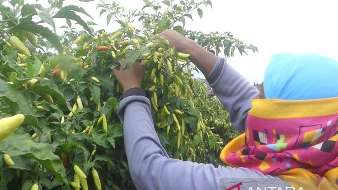 Kabupaten Temanggung, Jawa Tengah menambah 1.500 hektare lahan cabai di lereng Gunung Sumbing, Sindoro, dan Prahu untuk menjaga ketahanan pangan dan menstabilkan harga yang sempat mencapai Rp80.000 per kilogram.