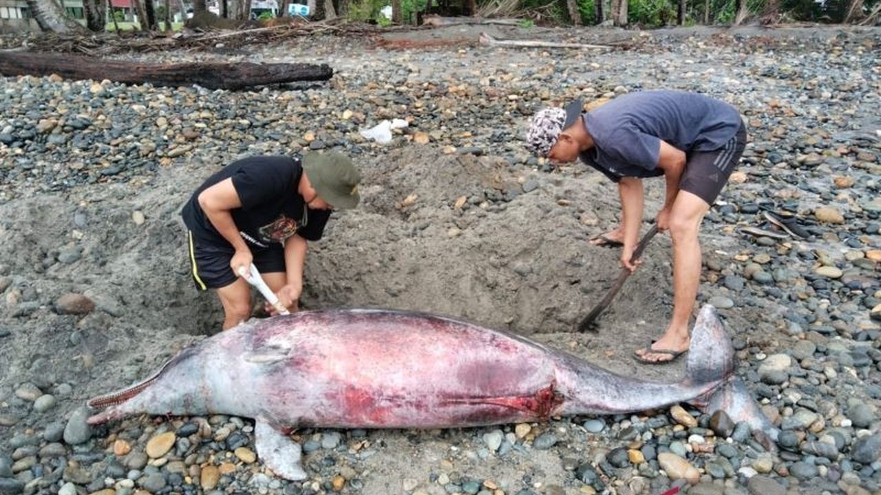 BKSDA Mukomuko menguburkan seekor lumba-lumba jenis Sotalia yang ditemukan terdampar dan mati di Pantai Air Punggur, Mukomuko, Bengkulu, setelah ditemukan oleh nelayan dalam kondisi luka.