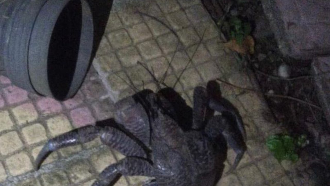 BKSDA Maluku menegaskan Kepiting Kenari sebagai satwa dilindungi,  menjelaskan ancaman kepunahannya, dan menguraikan upaya konservasi yang dilakukan untuk melindungi spesies unik ini.