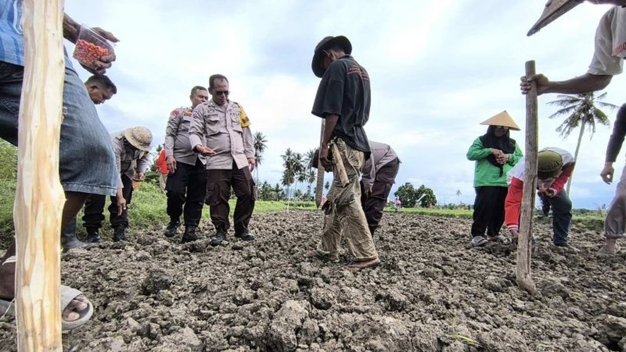 Polresta Palu Sukses Tanam Jagung, Dukung Swasembada Pangan Nasional