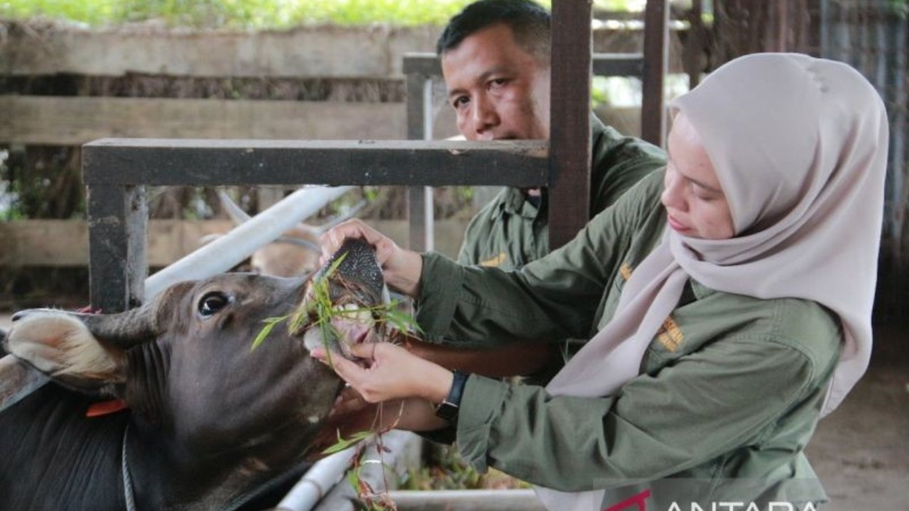 Sumatera Barat Siapkan 54 Ribu Dosis Vaksin Antisipasi PMK