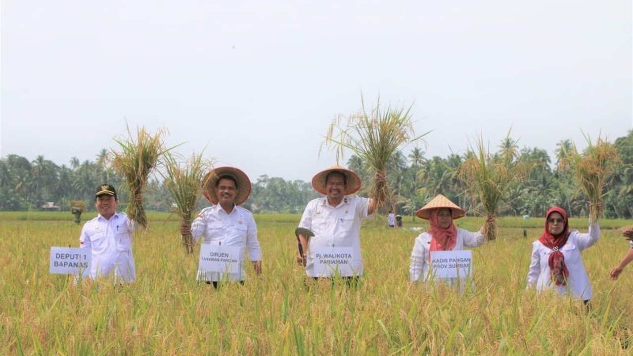 Pemerintah Kota Pariaman, Sumatera Barat, berganti varietas padi ke Inpari untuk meningkatkan produktivitas dan mengatasi serangan hama wereng yang selama ini menurunkan hasil panen.