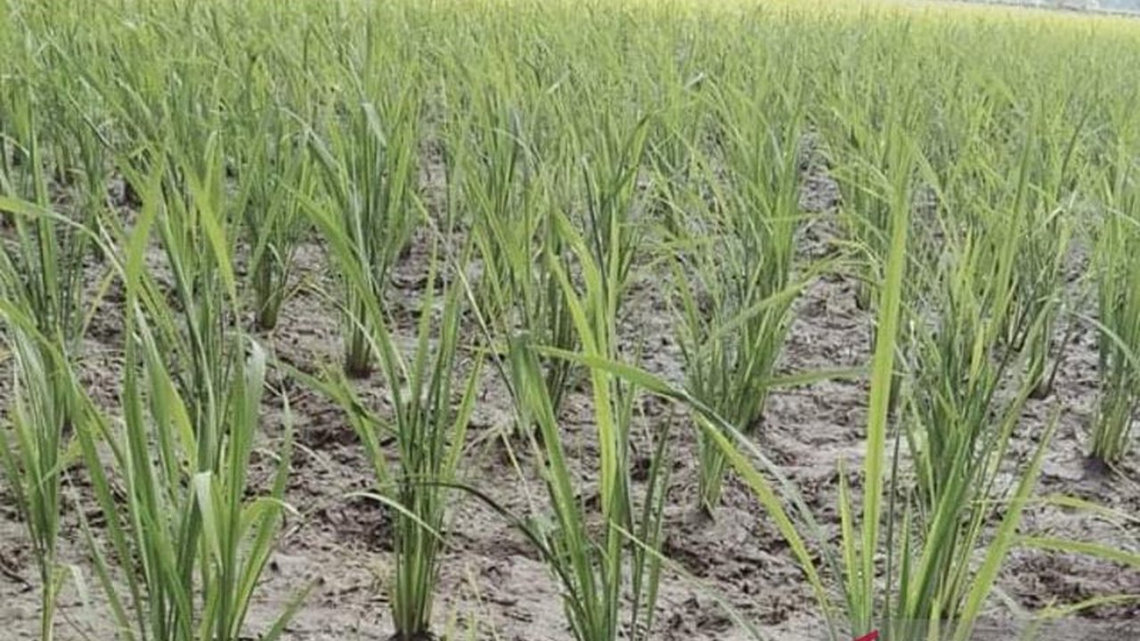 Dinas Pertanian Mukomuko akan tindak lanjuti laporan harga gabah kering panen di bawah Harga Pembelian Pemerintah (HPP) dan berkoordinasi dengan Bulog untuk penyerapan gabah petani.