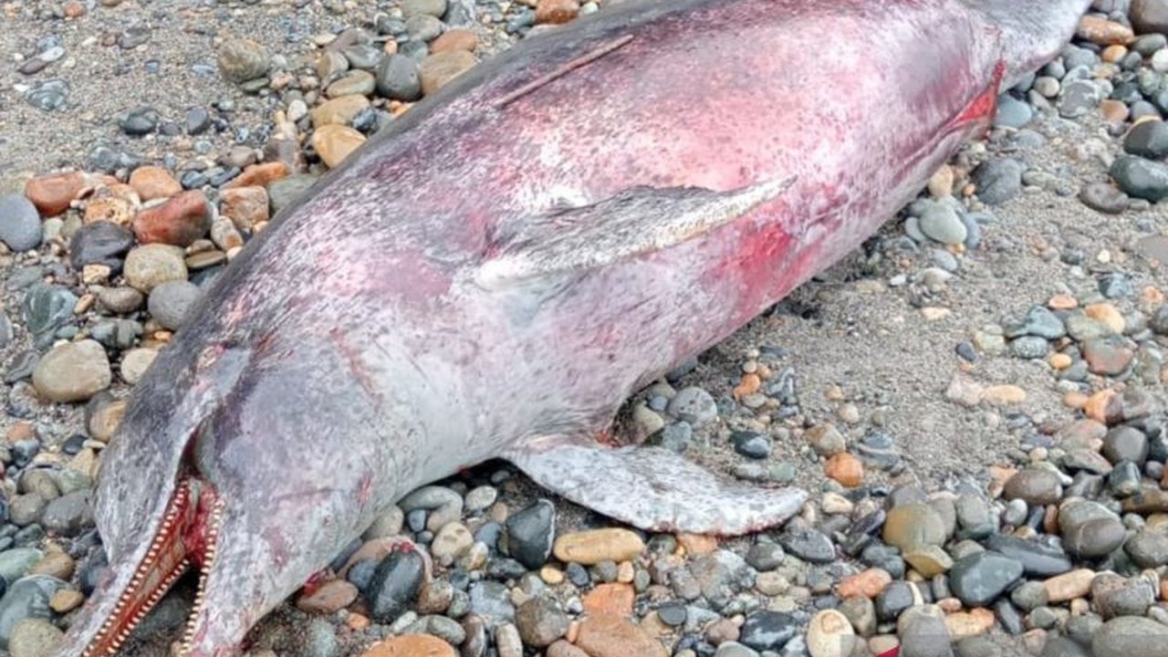 Nelayan di Mukomuko, Bengkulu, menemukan lumba-lumba terdampar di Pantai Air Punggur, dalam kondisi luka dan sudah mati setelah dua jam, kejadian ini dilaporkan pada 21 Januari 2024, dan BKSDA setempat telah dihubungi.