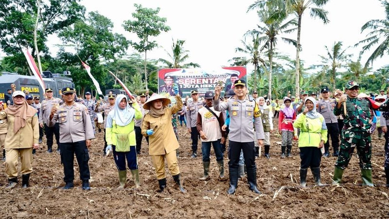 Banyuwangi menyiapkan lahan seluas 650 hektare untuk penanaman jagung dalam upaya mendukung program swasembada pangan nasional, bekerja sama dengan Polri dan berbagai pihak lainnya.