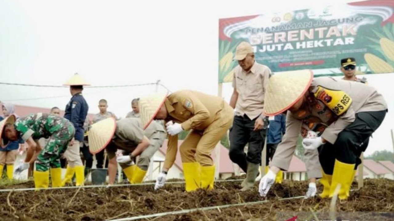 Solok Selatan Tanam Sejuta Hektare Jagung: Dorong Ketahanan Pangan Nasional