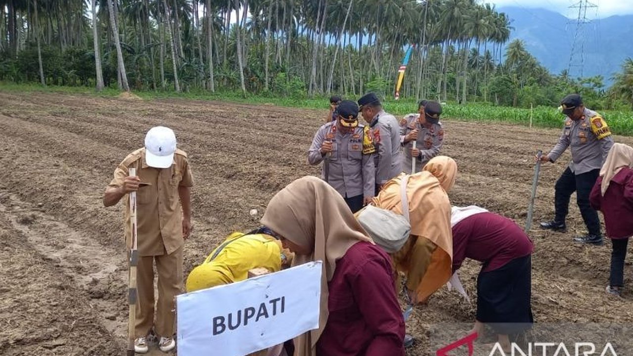 Polres Sigi bersama Pemda Sigi mencanangkan penanaman jagung seluas 2.500 hektare untuk mendukung program pemerintah dalam upaya swasembada pangan nasional.