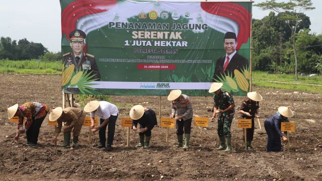 Forkopimda Sleman, bersama Polri dan Kementerian Pertanian, menanam jagung di lahan seluas 1,6 hektare di Trimulyo untuk mendukung swasembada pangan nasional, memanfaatkan lahan tidur dan memberdayakan petani lokal.