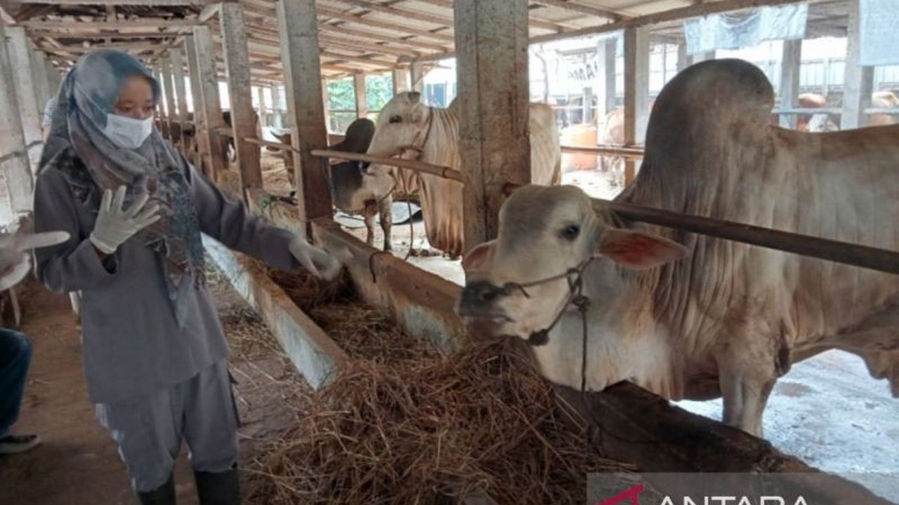 Dinas Ketahanan Pangan dan Pertanian Bantul kembali melakukan vaksinasi PMK pada sapi untuk menekan penyebaran wabah setelah menerima 33.080 dosis vaksin baru, dengan kasus PMK di Bantul mencapai 369 sapi sejak Desember 2024.