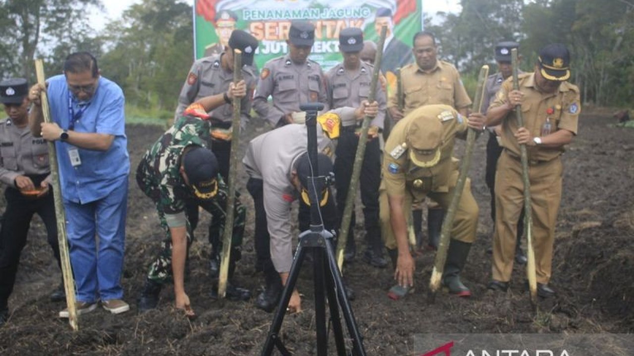 Polres dan Pemkab Jayawijaya Tanam Jagung 2 Hektare untuk Ketahanan Pangan